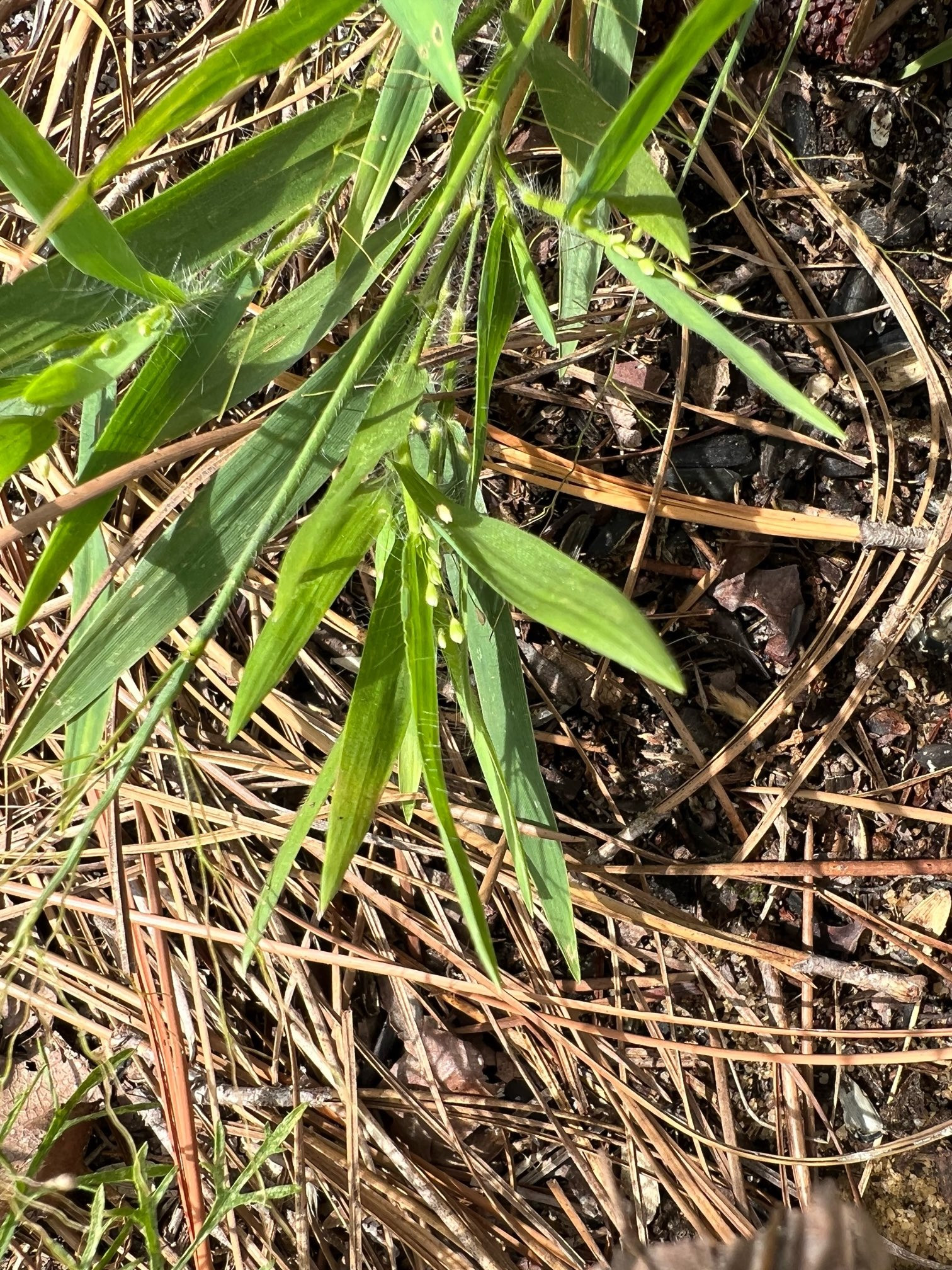 The Scientific Name is Dichanthelium clandestinum [= Panicum clandestinum]. You will likely hear them called Deer-tongue Witchgrass, Deertongue. This picture shows the Notice the spreading hairs on the leaf sheaths. of Dichanthelium clandestinum [= Panicum clandestinum]