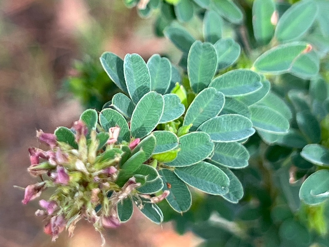 The Scientific Name is Lespedeza virginica. You will likely hear them called Slender Lespedeza, Virginia Lespedeza, Slender Bush-clover. This picture shows the The tips of the leaflets are more rounded in shape as compared to the non-native invasive <em>L. cuneata</em> which has a more truncated leaflet tip. of Lespedeza virginica