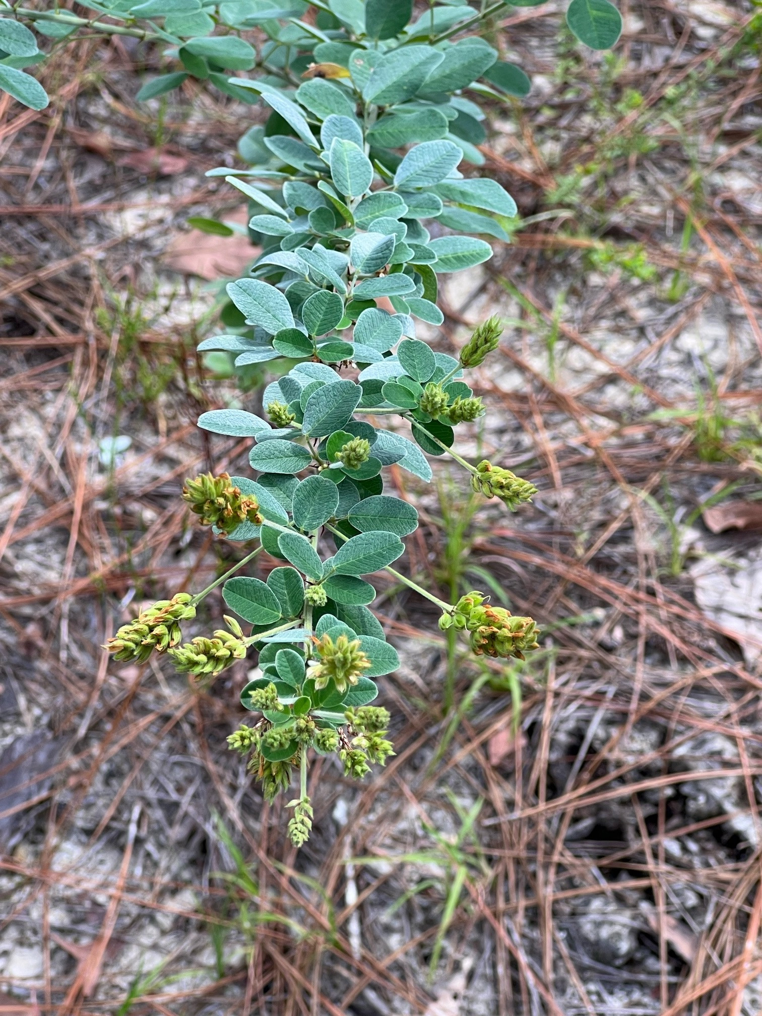 The Scientific Name is Lespedeza capitata. You will likely hear them called Roundhead Bush-clover, Roundhead Lespedeza, Bush-clover. This picture shows the The inflorescences are in very dense racemes. The dense hairs on the leaves give the foliage a silvery sheen. of Lespedeza capitata