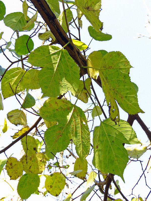 The Scientific Name is Morus rubra. You will likely hear them called Red Mulberry, Common Mulberry. This picture shows the Large leaves, some with lobes. of Morus rubra