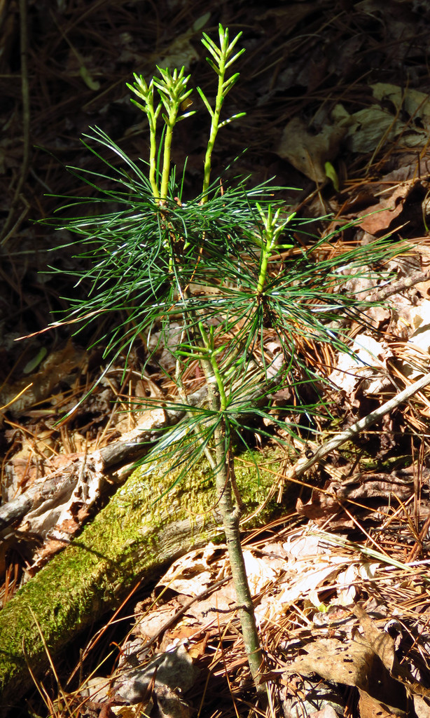 The Scientific Name is Pinus strobus. You will likely hear them called Eastern White Pine, Northern White Pine, Weymouth Pine, and Soft Pine. This picture shows the  Sapling with fresh spring growth. of Pinus strobus