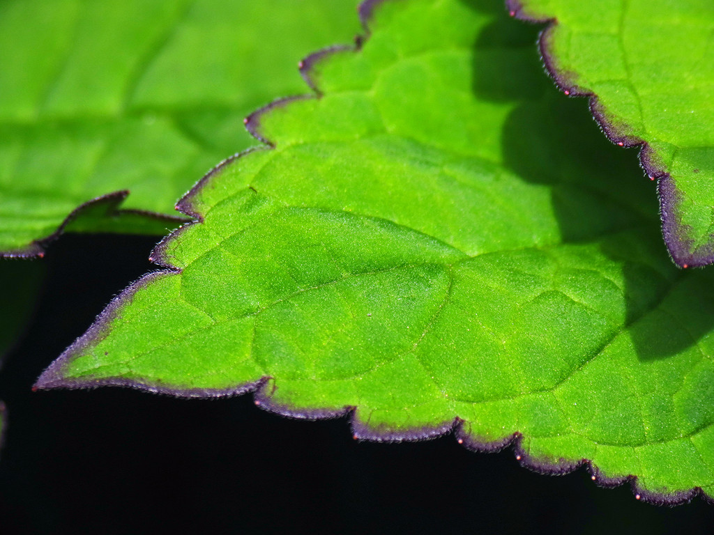 The Scientific Name is Scutellaria serrata. You will likely hear them called Snowy skullcap. This picture shows the Close-up of leaf showing serrated margins. of Scutellaria serrata