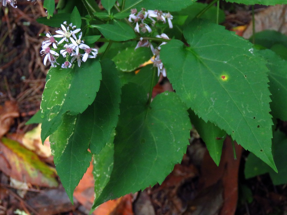 The Scientific Name is Symphyotrichum cordifolium [= Aster cordifolius]. You will likely hear them called Blue Wood Aster, Heart-leaved Aster, Broad-leaf Aster. This picture shows the Blue Wood Aster has large leaves with sharply serrated leaf margins. The lower leaves have cordate (heart-shaped) leaf bases. The upper leaves are smaller and more ovate. of Symphyotrichum cordifolium [= Aster cordifolius]