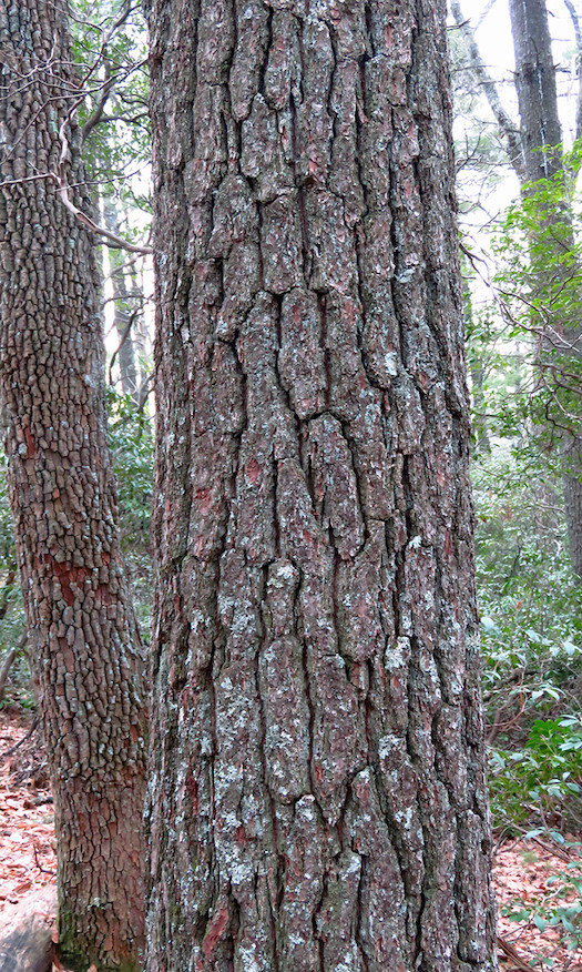 The Scientific Name is Pinus strobus. You will likely hear them called Eastern White Pine, Northern White Pine, Weymouth Pine, and Soft Pine. This picture shows the The bark darkens and thickens as a tree ages, becoming gray-brown, and deeply furrowed with broad ridges of irregularly rectangular, purple-tinged scaly plates. of Pinus strobus