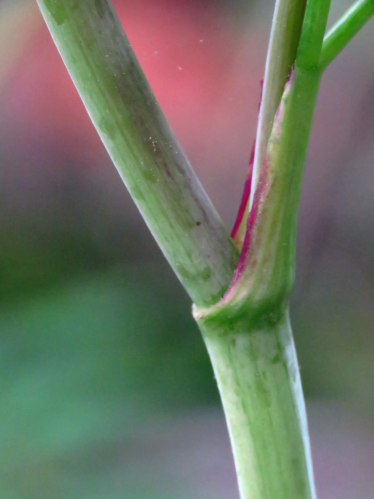 The Scientific Name is Thaspium barbinode. You will likely hear them called Meadow-parsnip, Hairyjoint Meadow-parsnip. This picture shows the Purple leaf sheath is an important characteristic. of Thaspium barbinode