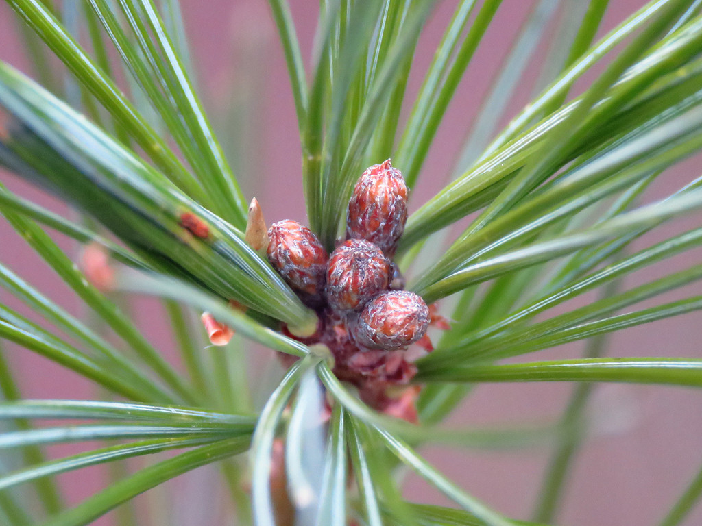 The Scientific Name is Pinus strobus. You will likely hear them called Eastern White Pine, Northern White Pine, Weymouth Pine, and Soft Pine. This picture shows the Close-up of light red-brown buds and pale-green glaucous colored needles. of Pinus strobus