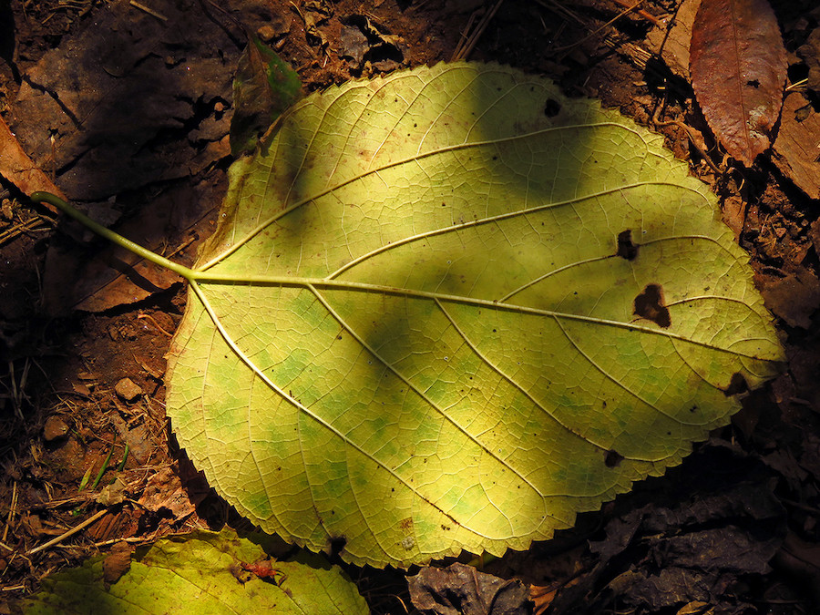 The Scientific Name is Morus rubra. You will likely hear them called Red Mulberry, Common Mulberry. This picture shows the Large, serrated leaves are broadly cordate and distinctively veined. Leaves are also pubescent below and scabrous above which distinguishes it from the non-native invasive <em>Morus alba.</em> of Morus rubra