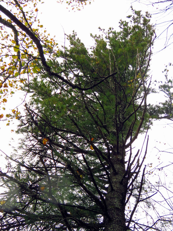 The Scientific Name is Pinus strobus. You will likely hear them called Eastern White Pine, Northern White Pine, Weymouth Pine, and Soft Pine. This picture shows the  The tree shape is pyramidal in its early years but it matures to a broad oval habit with an irregular crown. of Pinus strobus
