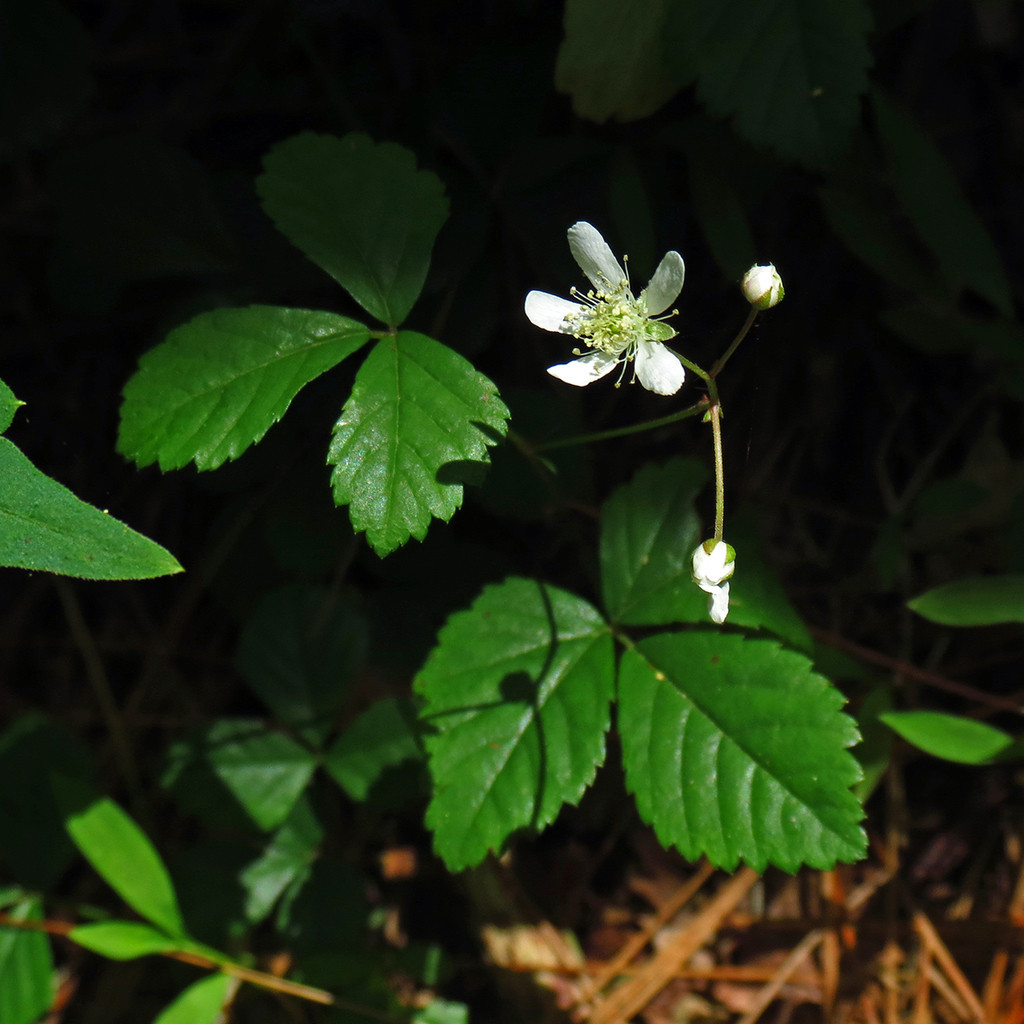 The Scientific Name is Rubus hispidus. You will likely hear them called Swamp Dewberry, Bristly Dewberry, Evergreen Dewberry. This picture shows the Flowers in the spring. of Rubus hispidus