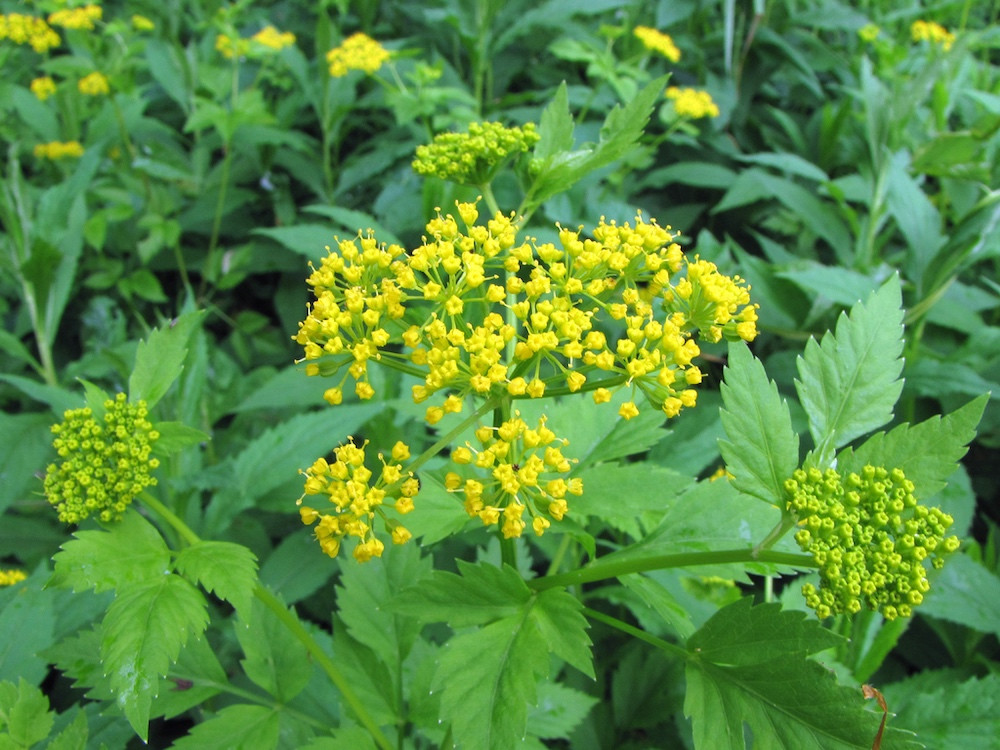 The Scientific Name is Thaspium barbinode. You will likely hear them called Meadow-parsnip, Hairyjoint Meadow-parsnip. This picture shows the Umbels of bright yellow flowers. Can be easily confused with <em>Zizia sp.</em> of Thaspium barbinode