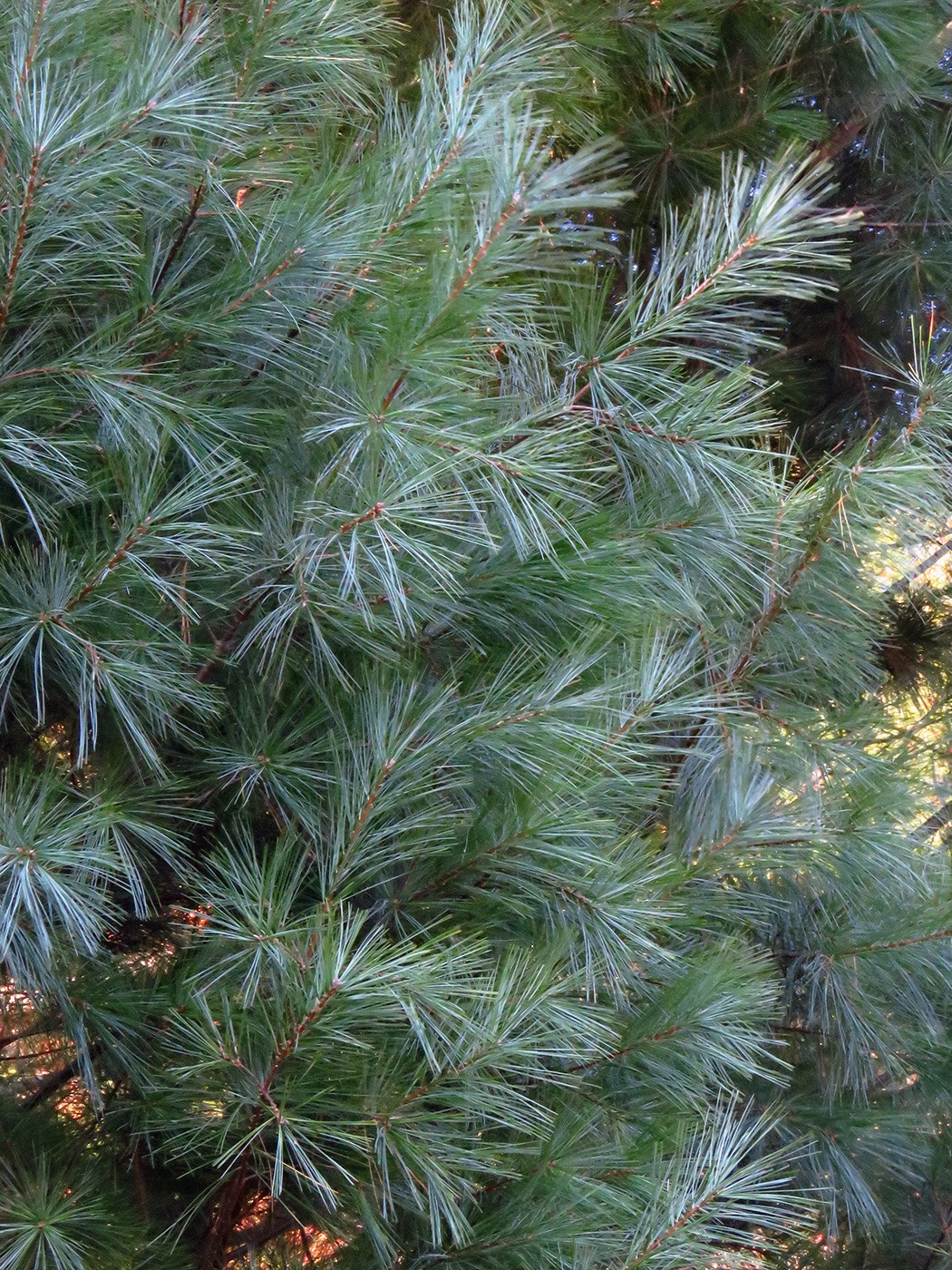 The Scientific Name is Pinus strobus. You will likely hear them called Eastern White Pine, Northern White Pine, Weymouth Pine, and Soft Pine. This picture shows the Soft, flexible, blue-green needles in fascicles of 5. of Pinus strobus