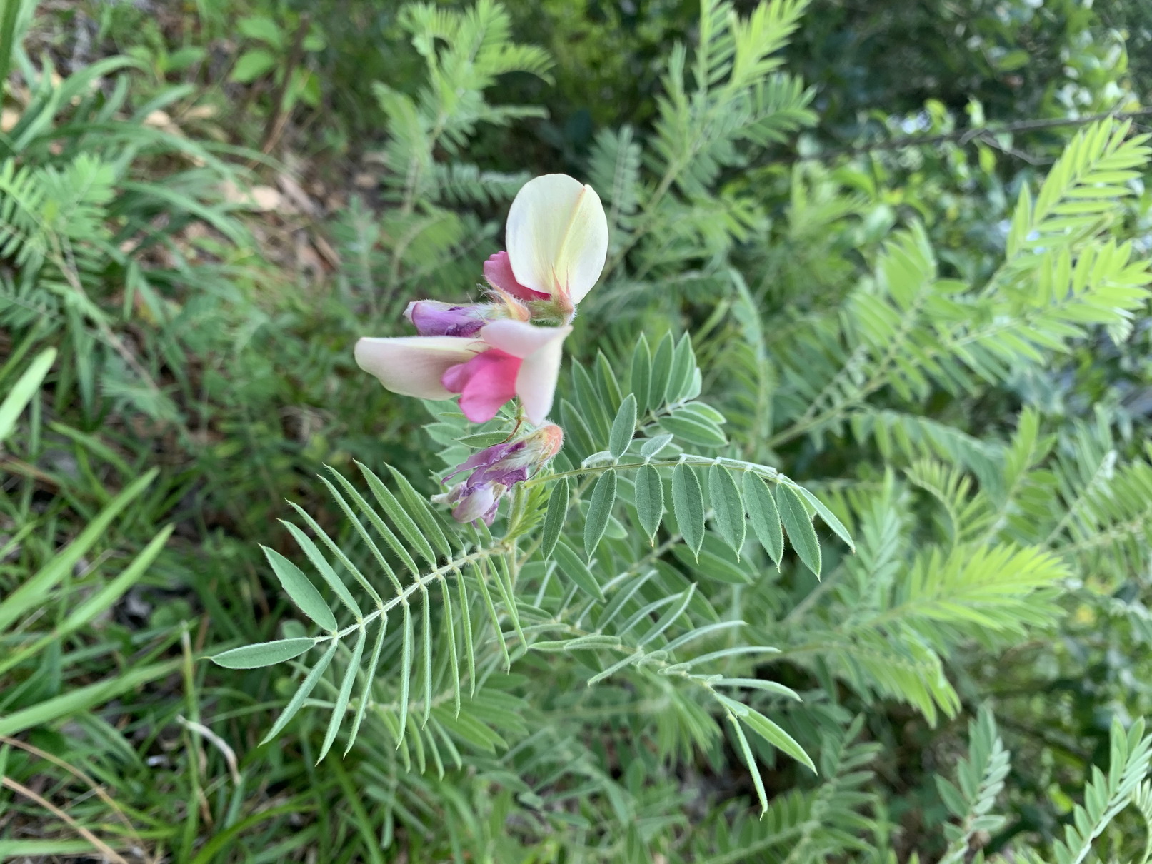 The Scientific Name is Tephrosia virginiana. You will likely hear them called Virginia Goat's-rue, Common Goat's-rue. This picture shows the terminal inflorescence, bicolored corolla (Weakley 2020) of Tephrosia virginiana