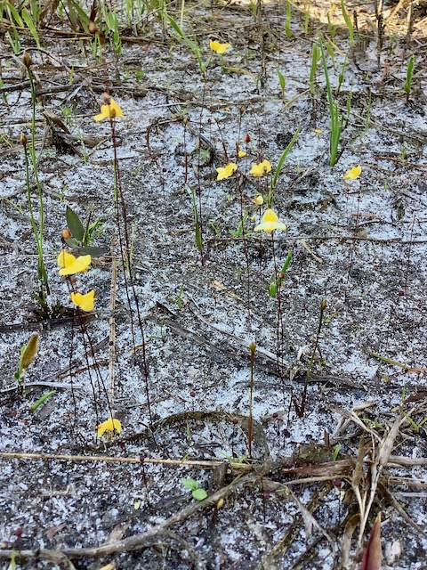 The Scientific Name is Utricularia subulata. You will likely hear them called Slender Bladderwort, Zigzag Bladderwort. This picture shows the Blooms, leaves absent of Utricularia subulata
