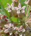 milkweed bloom