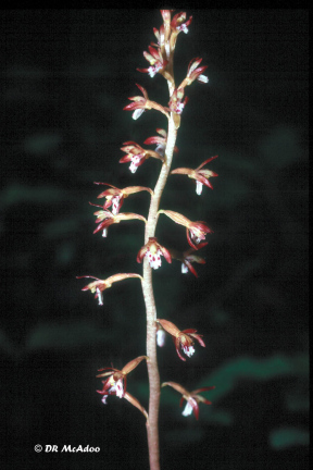 Spotted Coral Root
