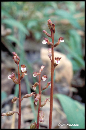Autumn Coral Root