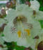 Catalpa flower