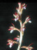 Spotten Coral Root