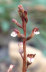 Autumn Coral Root