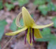 Trout Lily bloom
