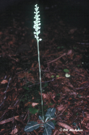 blooming plant