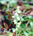 Lesser Rattlesnake Orchid
