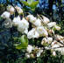 Silverbel Blooms