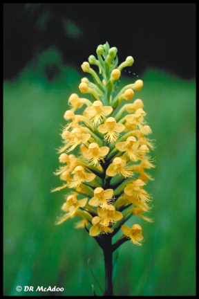 Yellow Crested Orchis