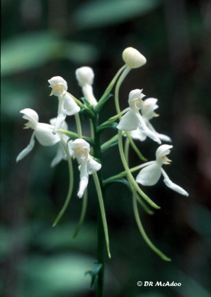 White Fringeless Orchid