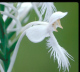 Large White Fringed Orchid