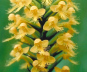 Yellow Crested Orchis