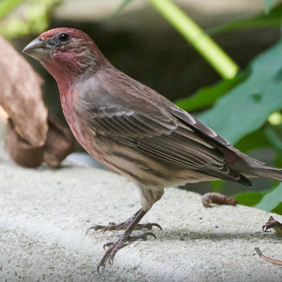 house finch, bird