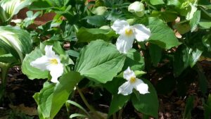 Trillium grandiflorum