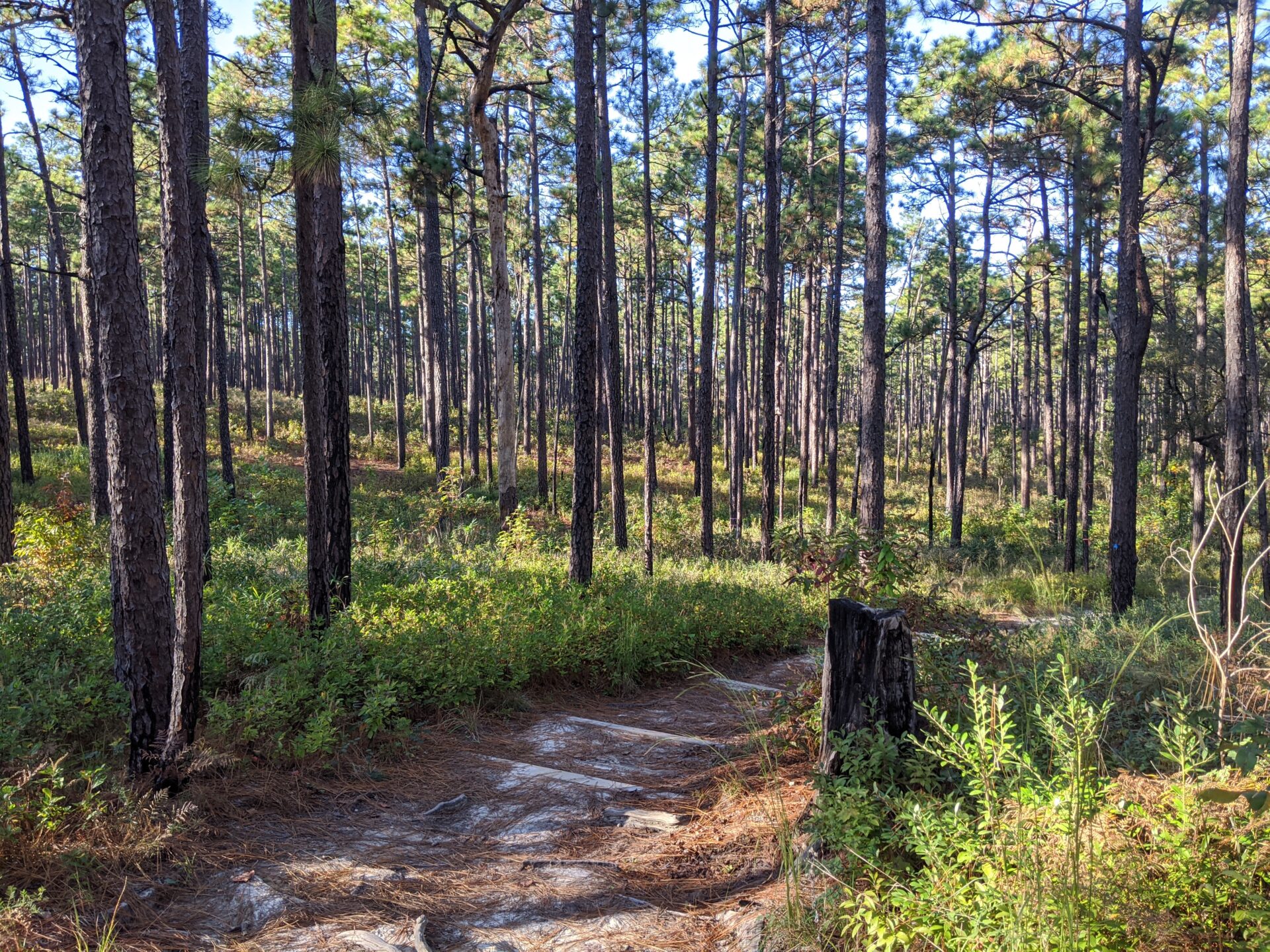 Longleaf forest