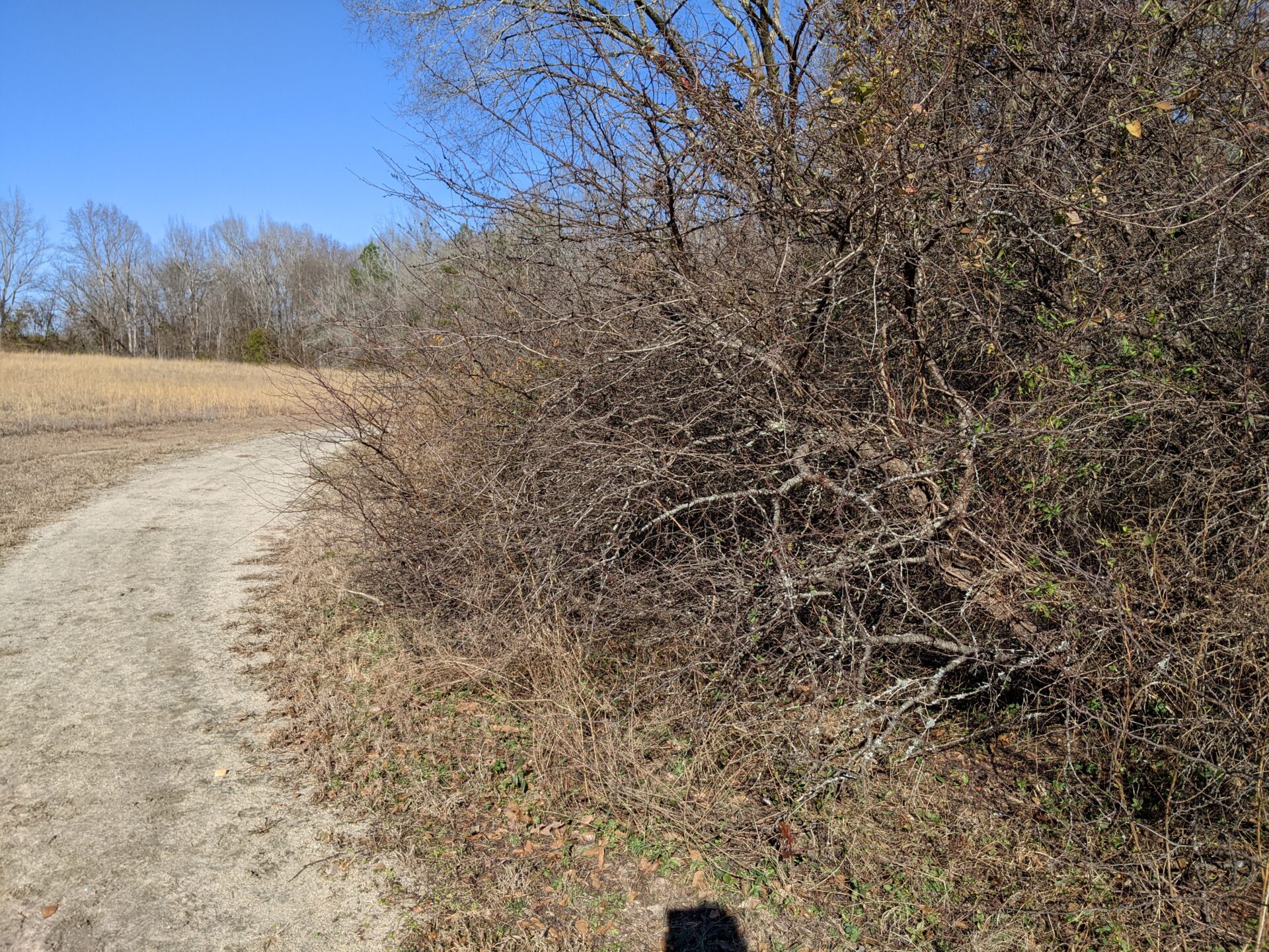 262022 Turnipseed Nature Preserve North Carolina Native Plant Society