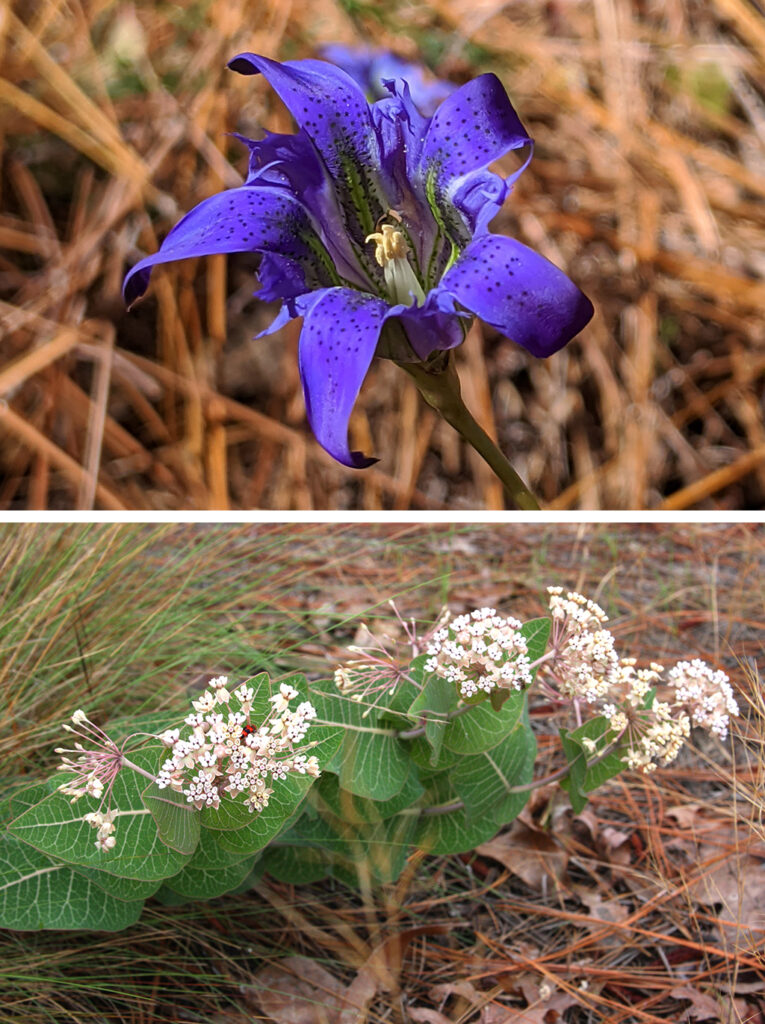 Two photos of native wildflowers