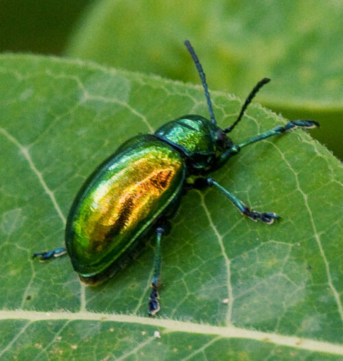Dogbane leaf beetle, Chrysochus auratus (by Stephen Hall)
