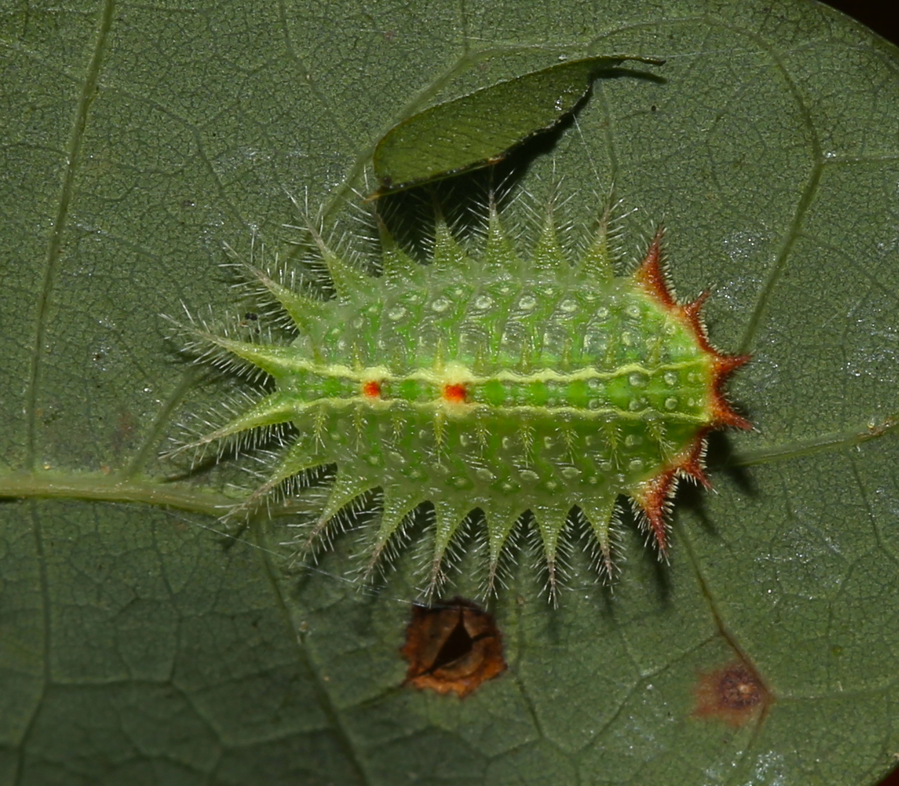 Play Moth Moths Play a Vital Role in Our Ecosystems and Need Native Plants ...