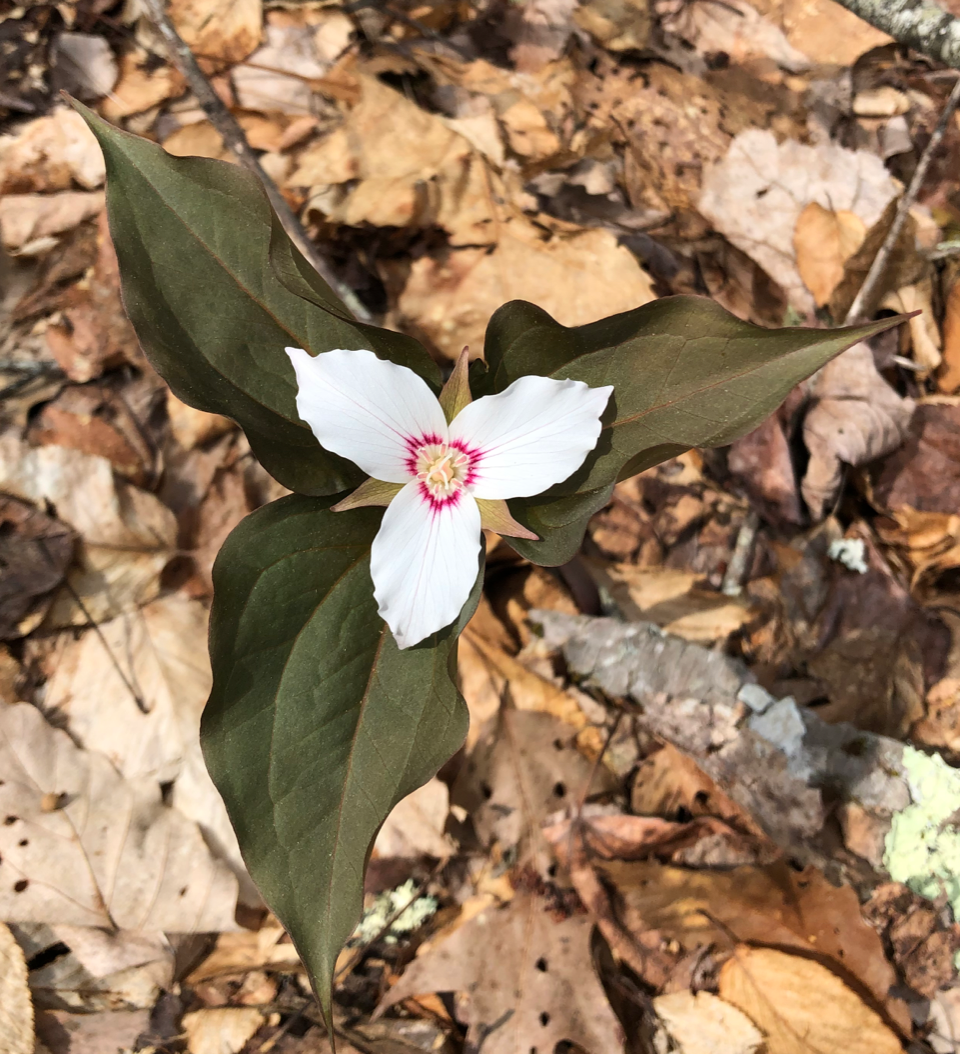 Painted Trillium, Trillium undulatum