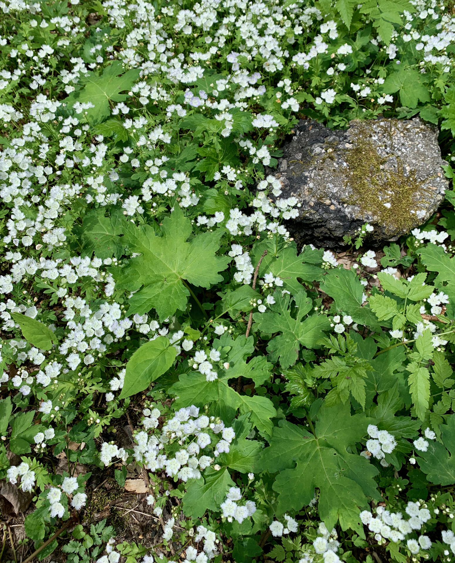 White-fringed Phacelia & Canada Waterleaf (Phacelia bipinnatifida and Hydrophyllum canadense)
