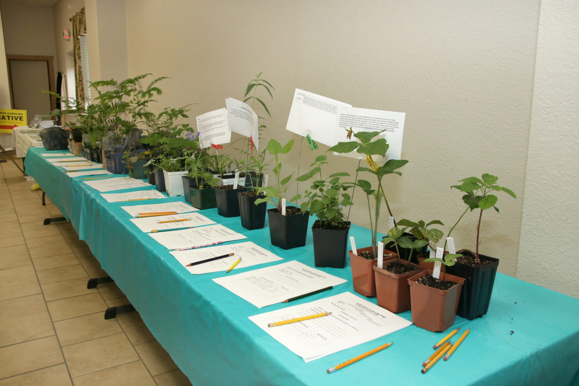 Plants lined up on the silent auction table