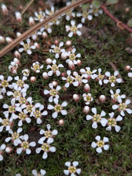Pyxiemoss (Pyxidanthera barbulata), a rare, tiny flowering plant narrowly endemic to the Sandhills.