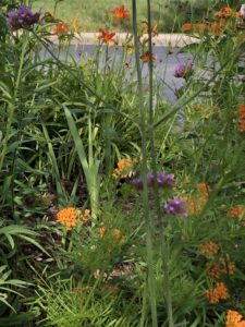Tips for Growing a Native Wildflower Landscape