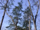 Trees at Hemlock Bluffs