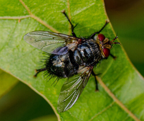 Tachinid Fly (by Stephen Hall)