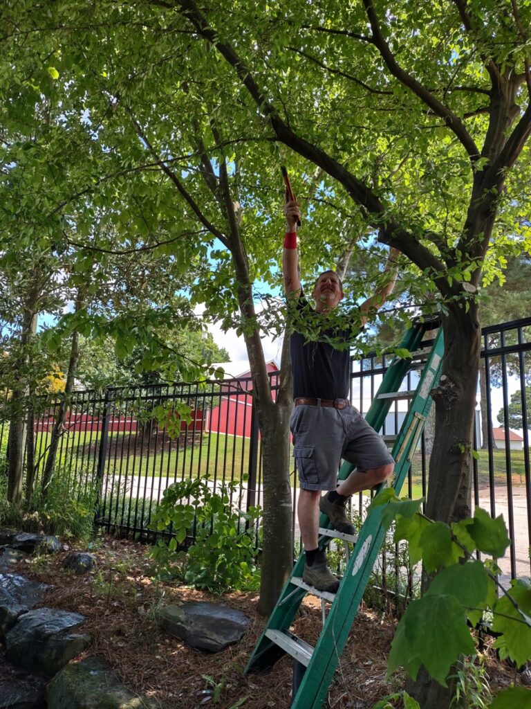 Man on a ladder pruning a tree branch