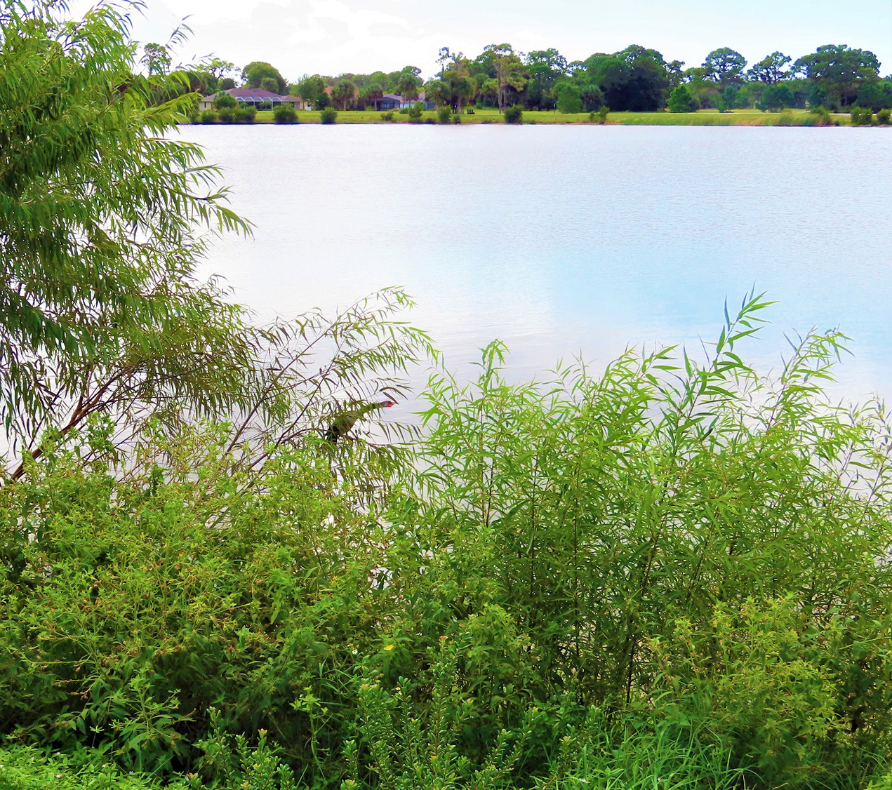 Managing Native Willows North Carolina Native Plant Society