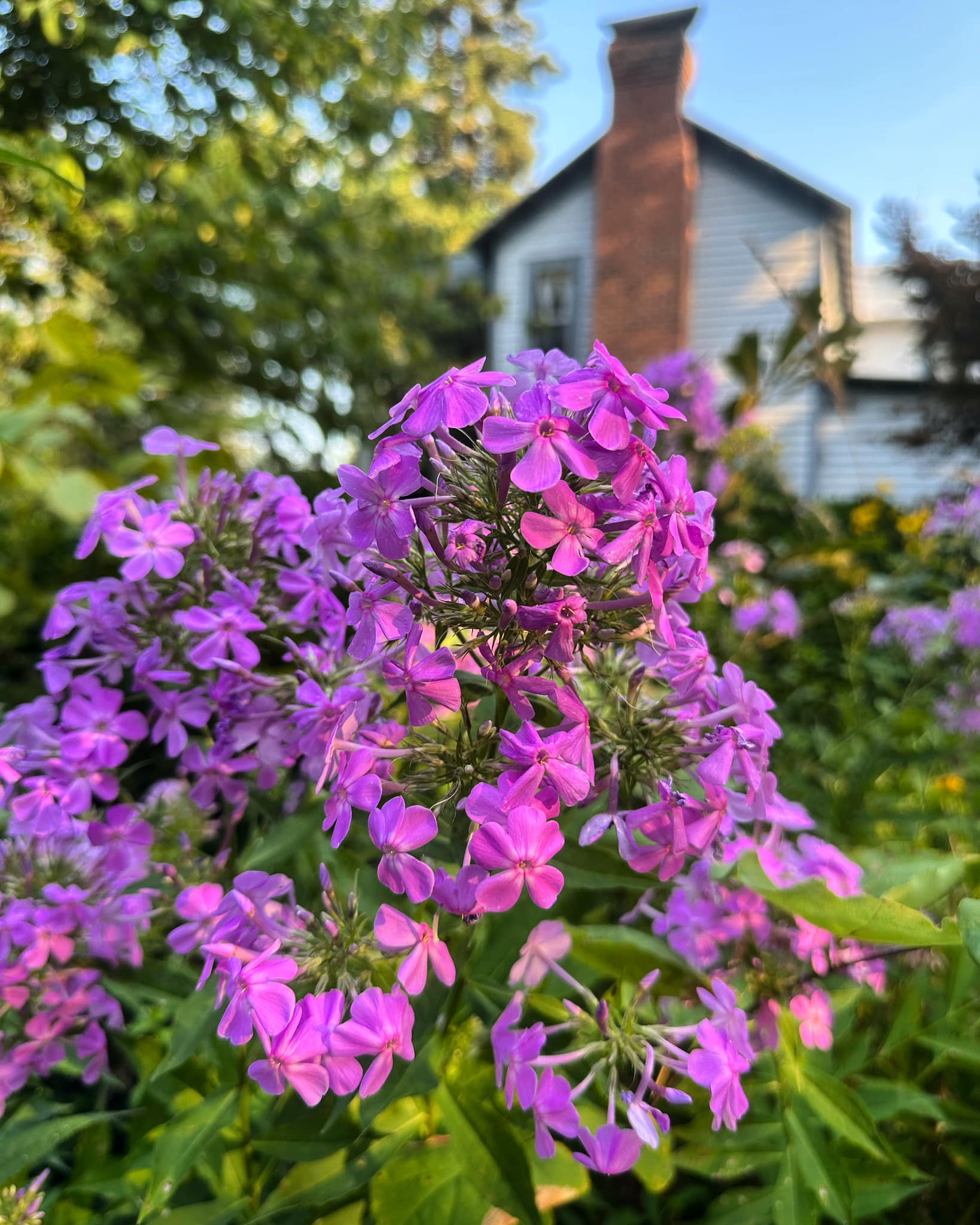 Native Plant Nurseries North Carolina Native Plant Society