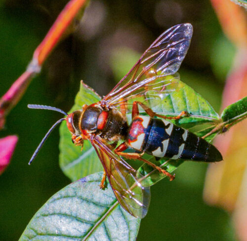 Eastern Cicada-killer Wasp, Sphecius speciosus (by Stephen Hall)
