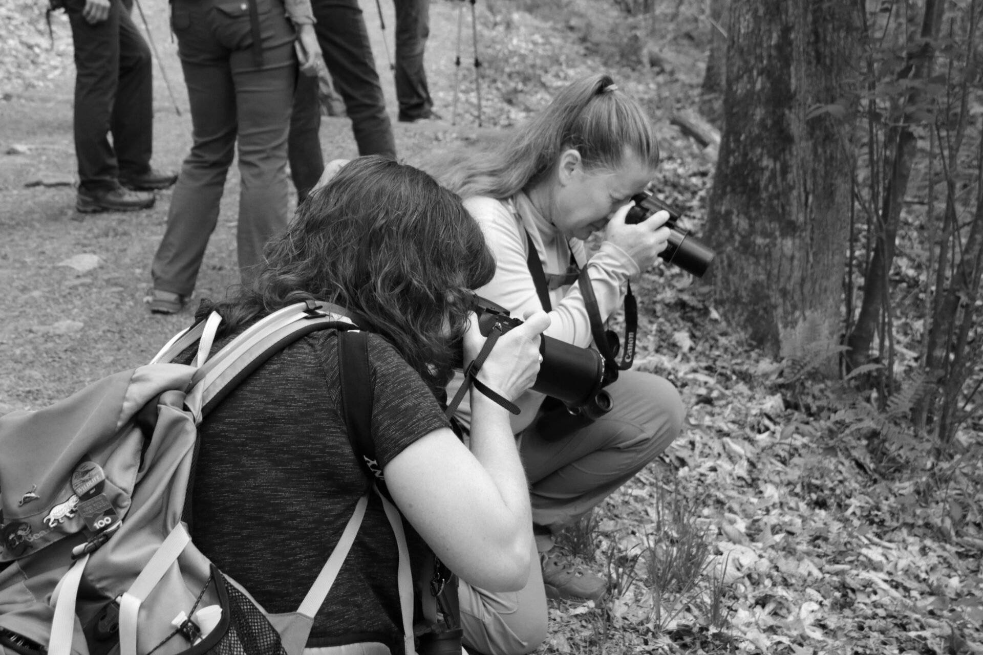 NCNPS members photographing plants on a hike